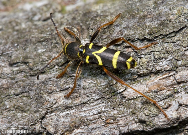 Echter Widderbock (Clytus arietis)