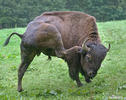 Amerikanischer Bison