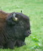 Amerikanischer Bison