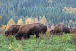 Amerikanischer Bison