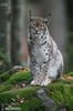 Luchs