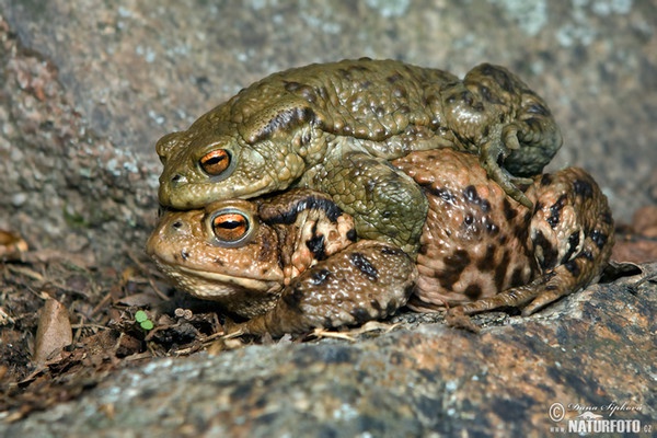 Erdkröte (Bufo bufo)