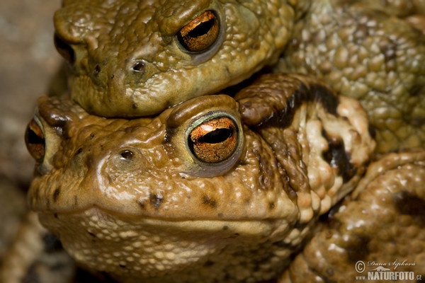 Erdkröte (Bufo bufo)