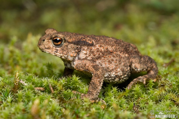 Erdkröte (Bufo bufo)