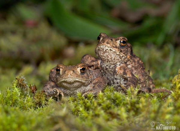 Erdkröte (Bufo bufo)