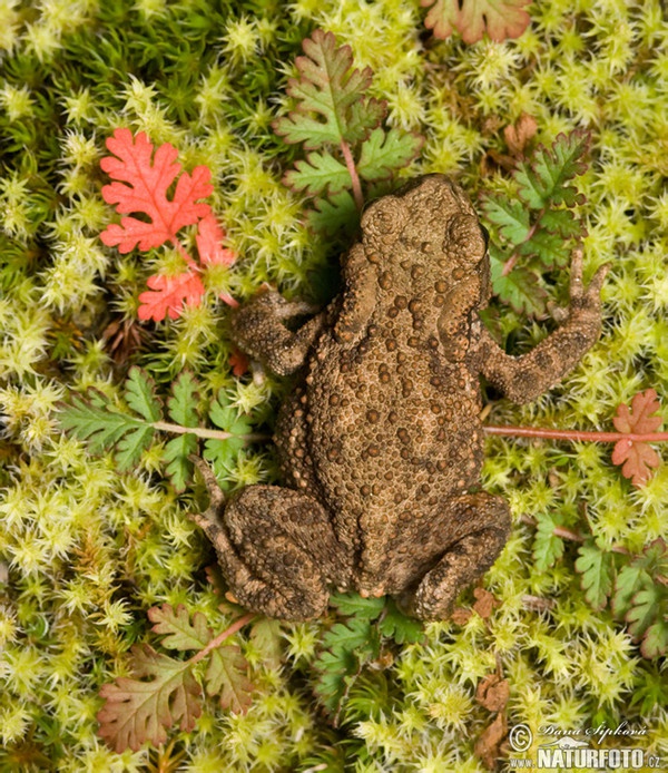 Erdkröte (Bufo bufo)