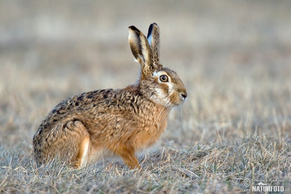 Feldhase (Lepus europaeus)