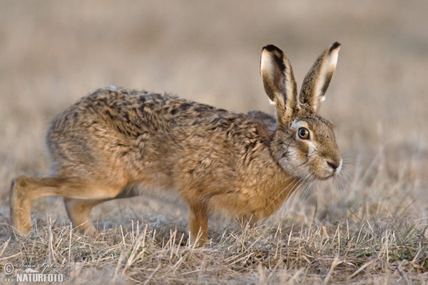 Feldhase (Lepus europaeus)