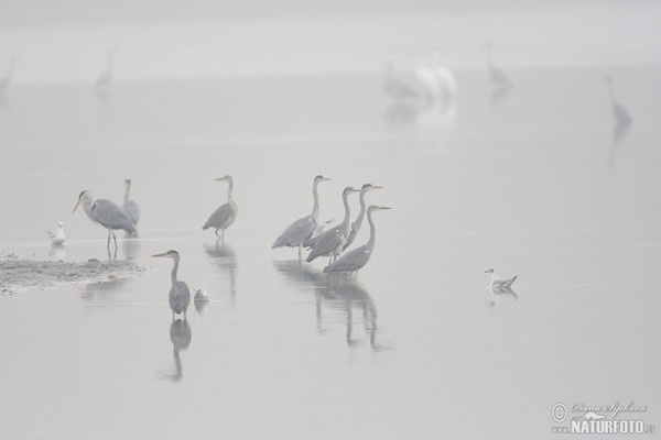 Fischreiher (Ardea cinerea)