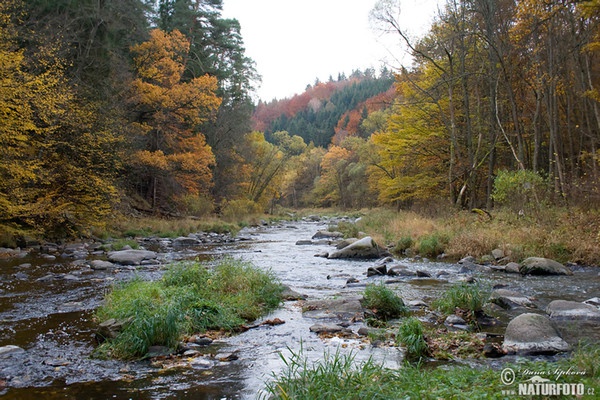 Flüsschen Lomnice (Pisecko)