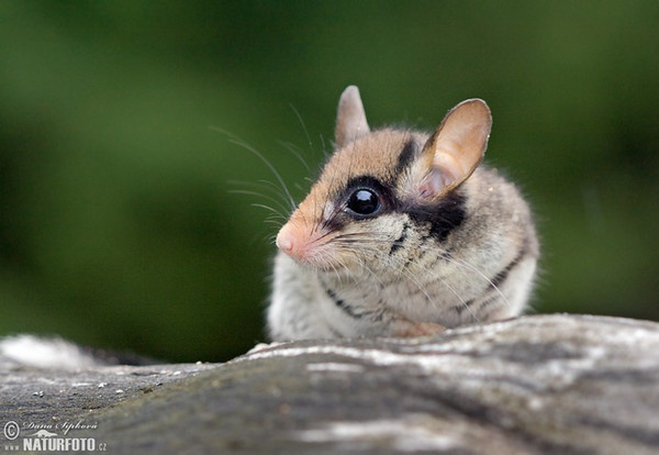 Gartenschläfer (Eliomys quercinus)