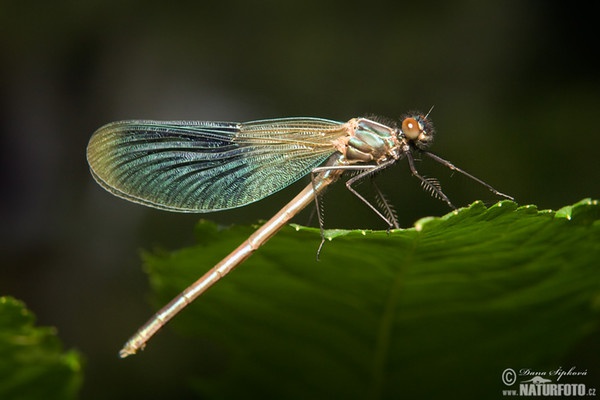 Gebänderte Prachtlibelle (Calopteryx splendens)