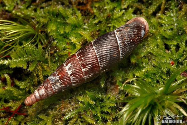 Gefältelte Schließmundschnecke (Macrogastra plicatula)