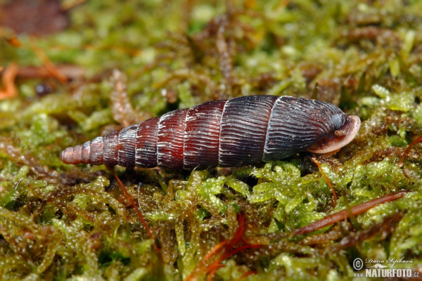 Gefältelte Schließmundschnecke (Macrogastra plicatula)