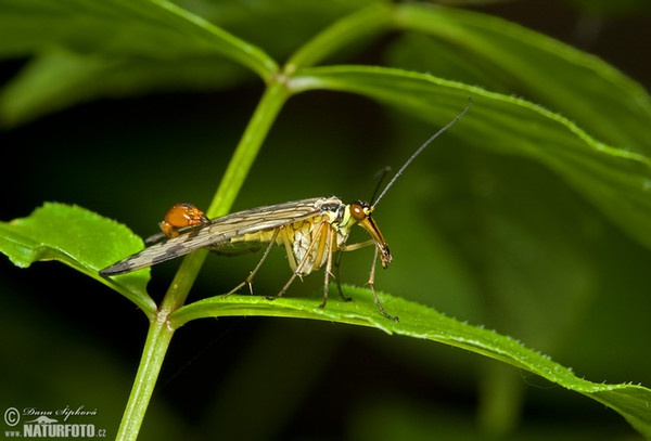 Gemeine Skorpionsfliege (Panorpa communis)