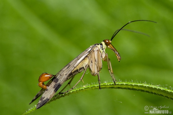 Gemeine Skorpionsfliege (Panorpa communis)