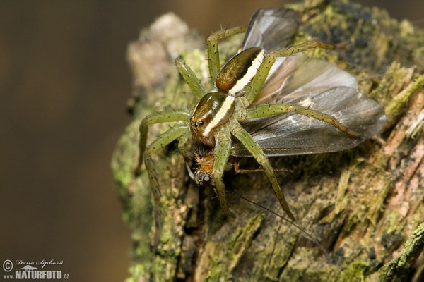 Gerandete Jagdspinne (Dolomedes fimbriatus)