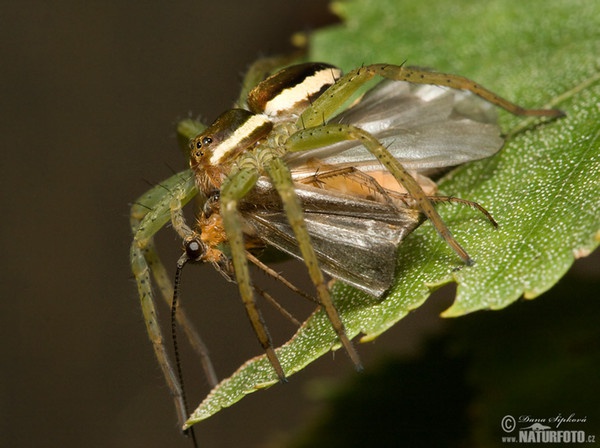 Gerandete Jagdspinne (Dolomedes fimbriatus)
