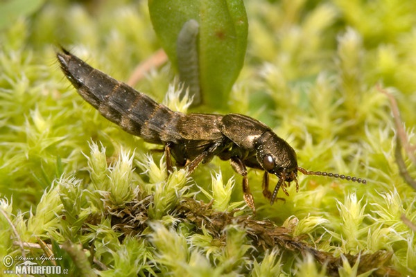 Gewürfelter Raubkäfer (Ontholestes sp.)