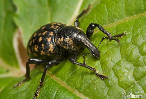 Großer Rüsselkäfer (Liparus glabrirostris)