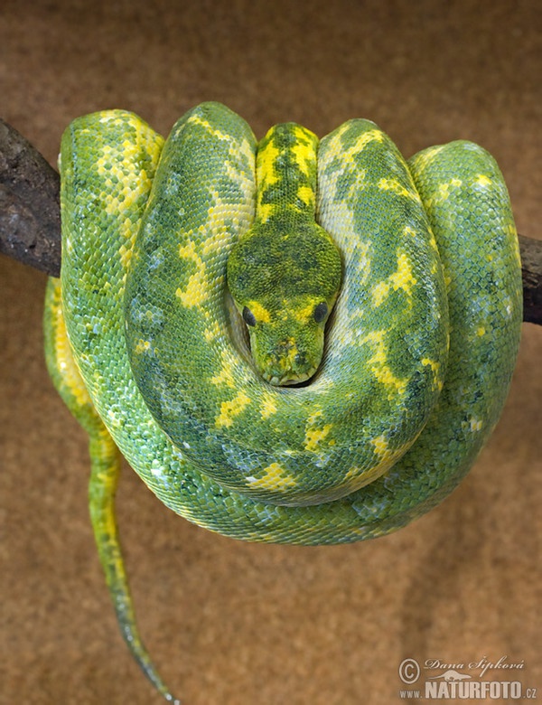 Grüner Baumpython (Morelia viridis)