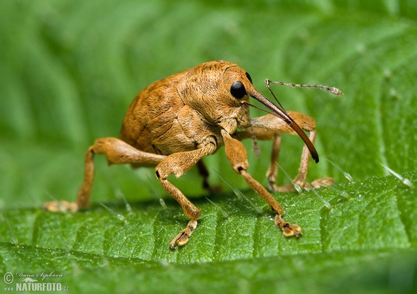 Haselnußbohrer (Curculio nucum)