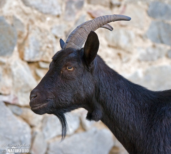 Hausziege (Capra aegagrus hircus)