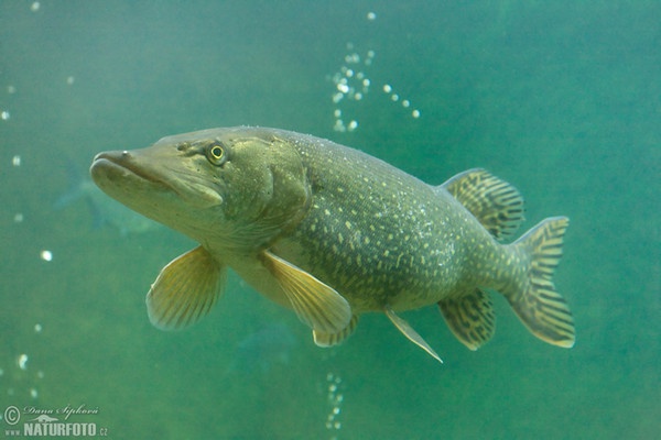 Hecht (Esox lucius)