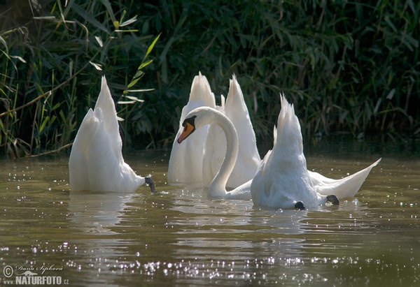 Höckerschwan (Cygnus olor)