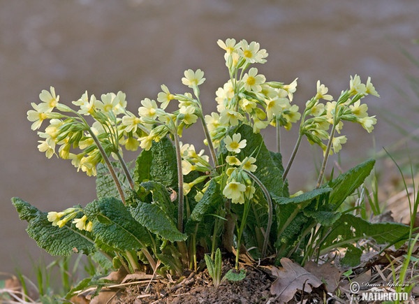 Hohe Schlüsselblume (Primula elatior subsp. elatior)