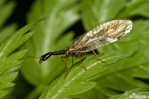 Kamelhalsfliege (Raphidia sp.)