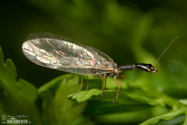 Kamelhalsfliege (Raphidia sp.)