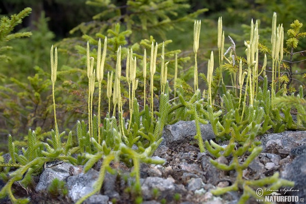 Keulen-Bärlapp (Lycopodium clavatum)