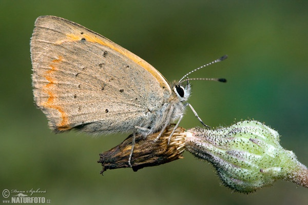 Klainer Feuerfalter (Lycaena phlaeas)