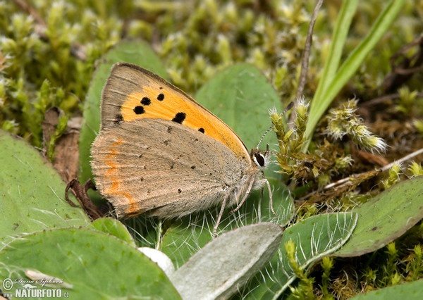 Klainer Feuerfalter (Lycaena phlaeas)