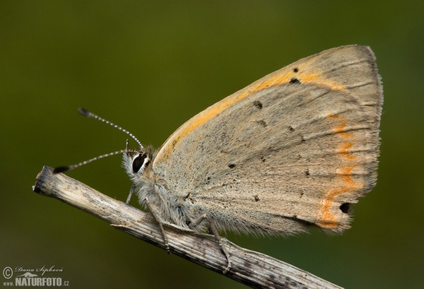 Klainer Feuerfalter (Lycaena phlaeas)