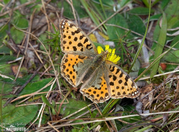 Kleiner Perlmutterfalter (Issoria lathonia)