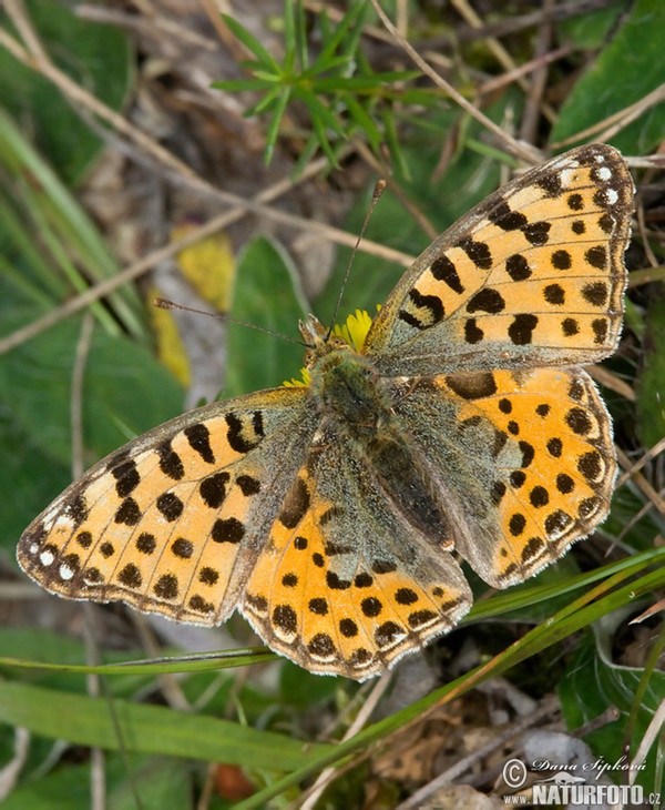 Kleiner Perlmutterfalter (Issoria lathonia)