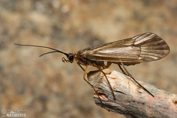 Köcherfliege (Chaetopteryx sp.)