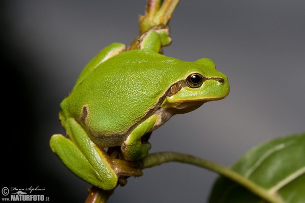 Laubfrosch (Hyla arborea)