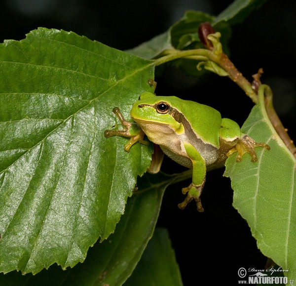 Laubfrosch (Hyla arborea)