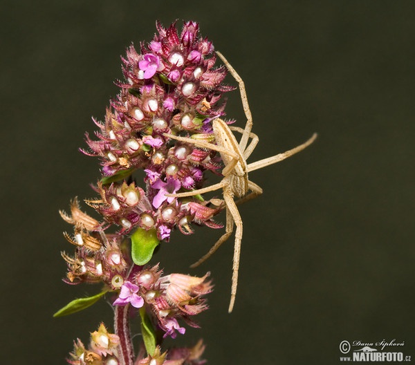 Laufspinne (Tibellus oblongus)