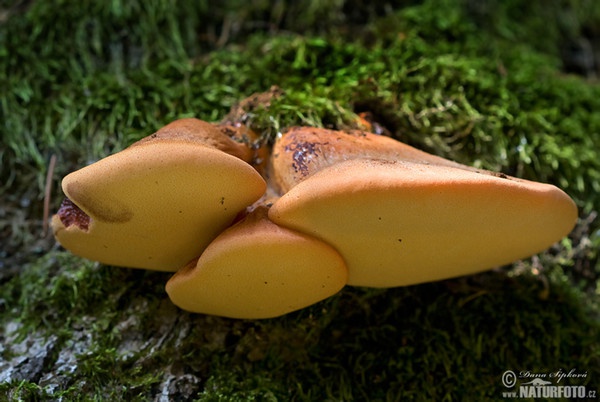 Leberreischling (Fistulina hepatica)