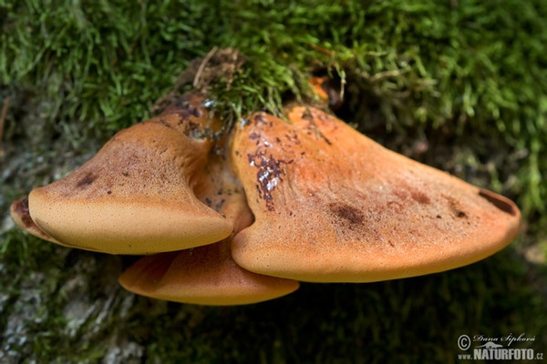 Leberreischling (Fistulina hepatica)