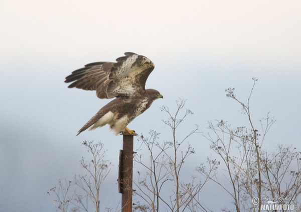 Mäusebussard (Buteo buteo)