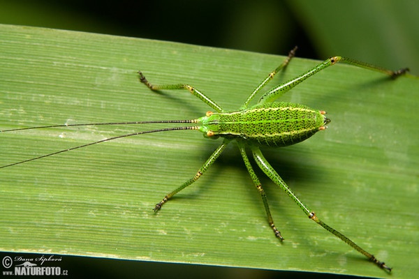 Nadelholz Säbelschrecke (Barbitistes constrictus)