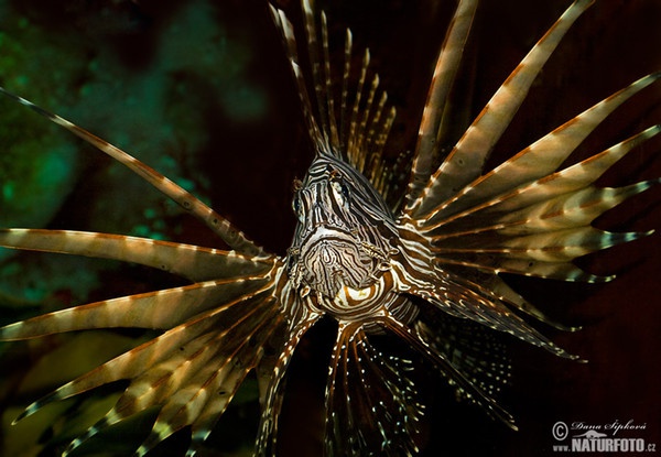 Pazifischer Rotfeuerfisch (Pterois volitans)