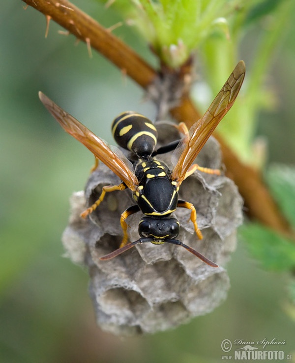 Polistes gallicus (Polistes gallicus)