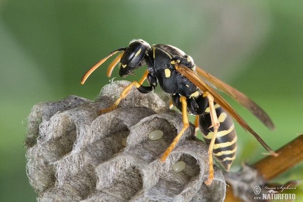 Polistes gallicus (Polistes gallicus)