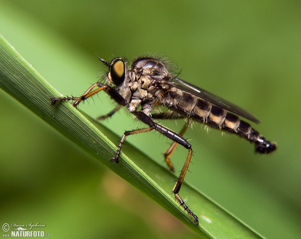 Raubfliege (Diptera)